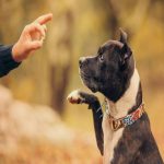 Teaching Dogs Obedience Classes