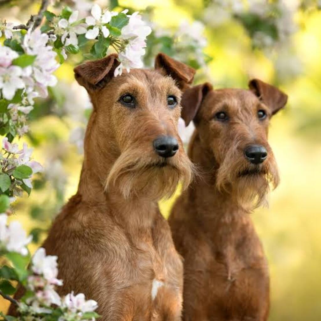 Legacy of the Dog: A Perfect Guide