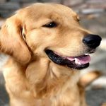 Dog Adoption