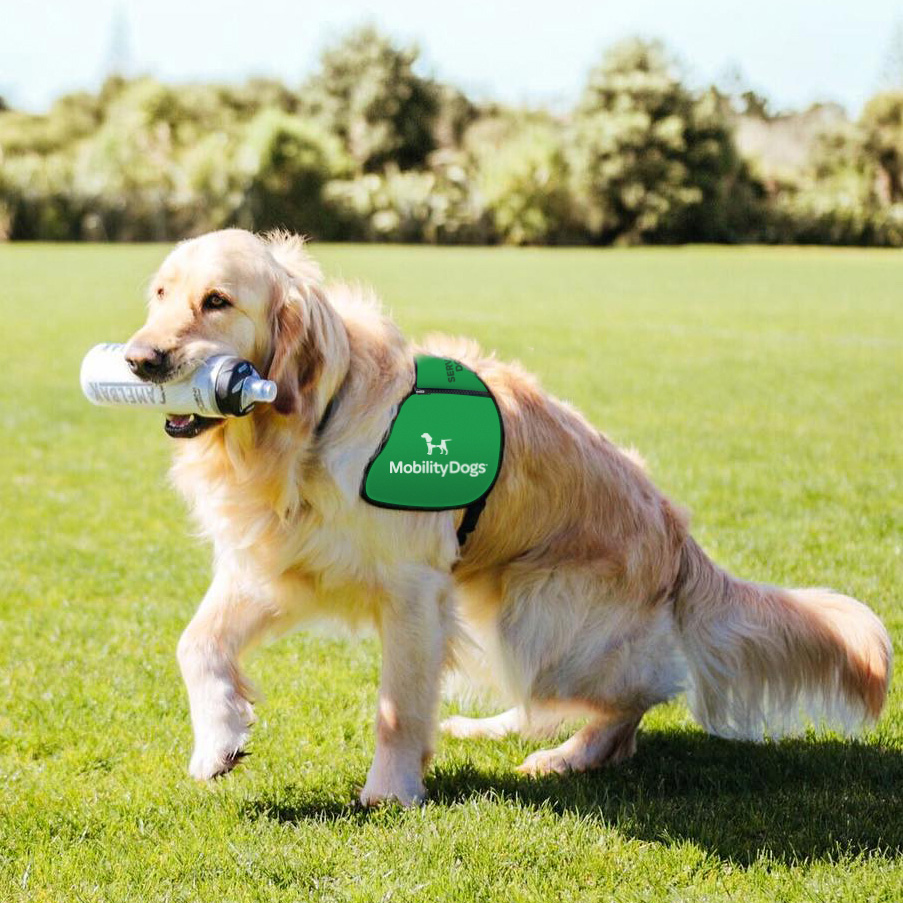 New horizons for therapy dogs